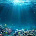 Under the Sea